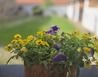 20260522_165858 - Netolice